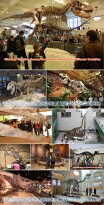 dinosaur museum,dinosaur attraction event,dinosaur skeleton replica,dinosaur fossils replica,dinosaur bones replica factory,dinosaur skeleton factory,dinosaur fossils supplier