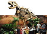 Dinosaur Skeleton & Fossil Replica