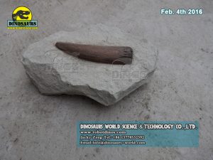 Dinosaur Fossils Replica