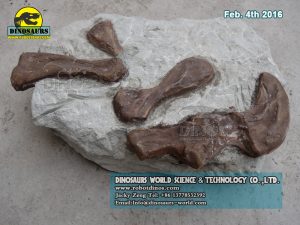 Dinosaur Fossils Replica