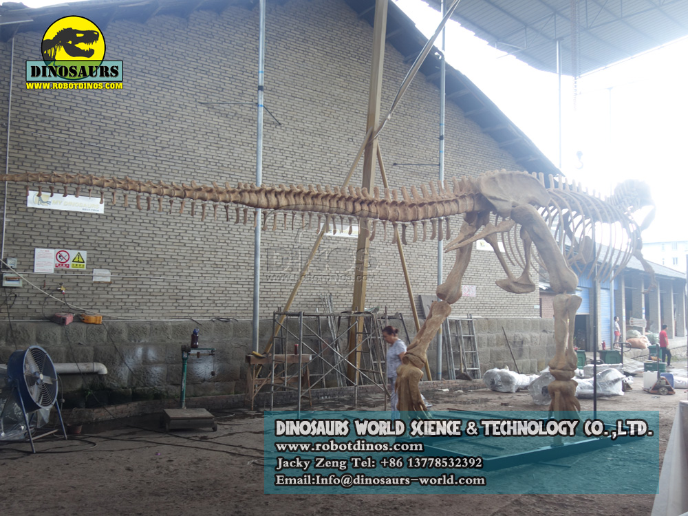 DWS016-1 dinosaur skeleton replica